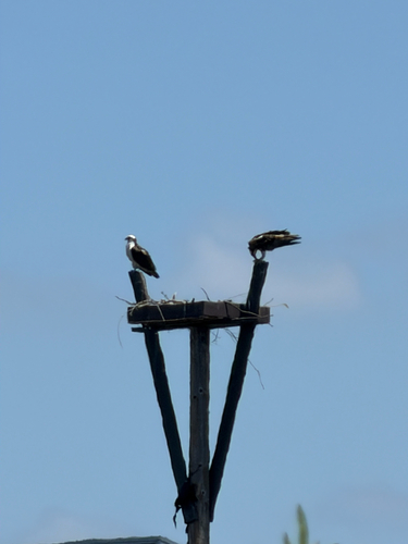iNaturalist observation photo of Osprey