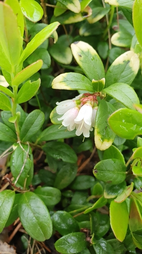 Lingonberry