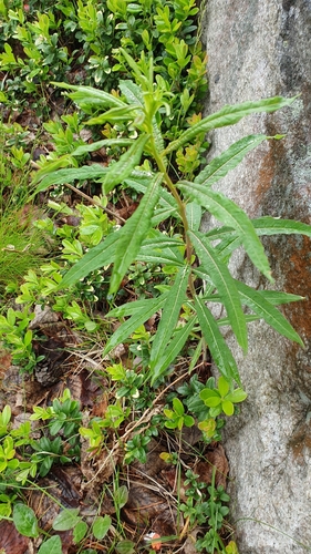 fireweed