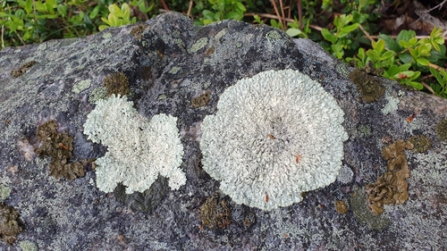 Concentric Ring Lichen