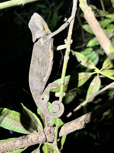 Flap-necked Chameleon