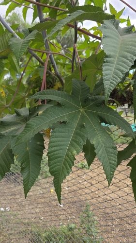 castor bean