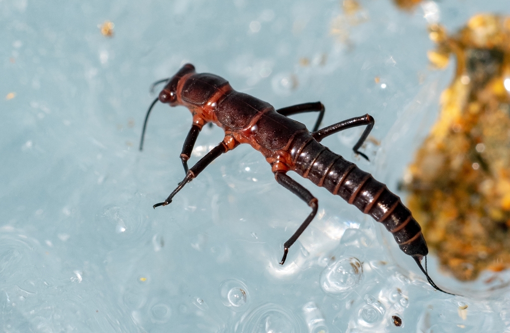 Dragón de la Patagonia (Andiperla willinki) · iNaturalist Ecuador