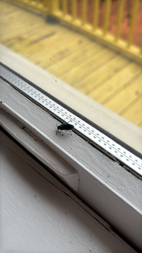 iNaturalist observation photo of Chrysis fuscipennis