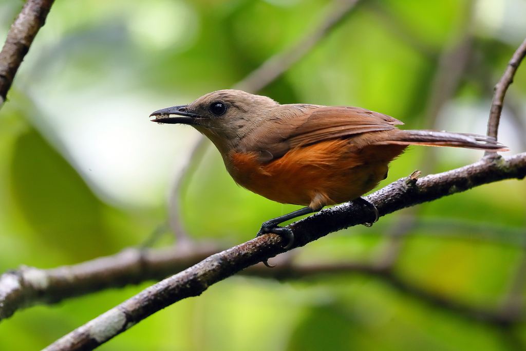 Raja Ampat Pitohui (Pitohui cerviniventris) photo