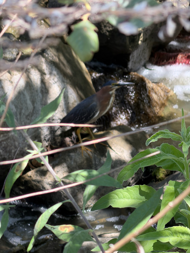 iNaturalist observation photo of Green Heron