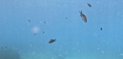 Mediterranean Damselfish