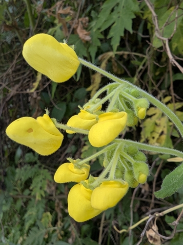 Calceolaria crenata