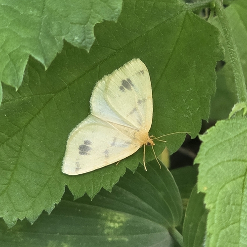 Currant Spanworm Moth