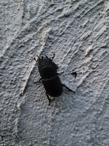 Lesser Stag Beetle