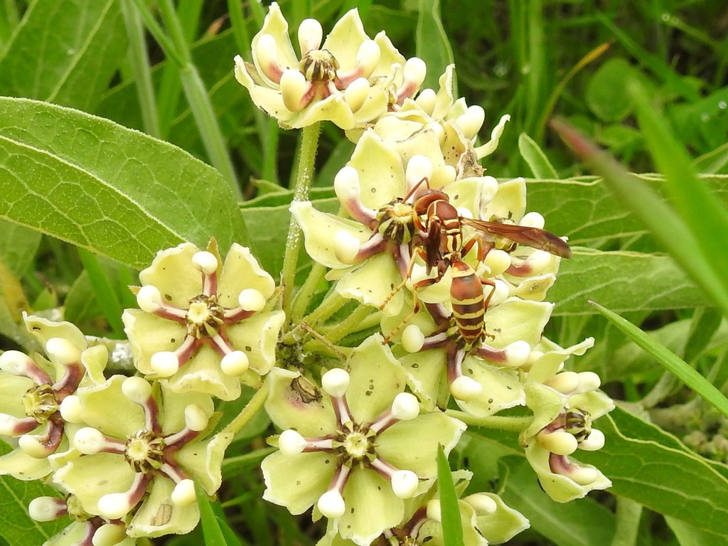 Umbrella Paper Wasps in April 2020 by Kathleen Mack · iNaturalist