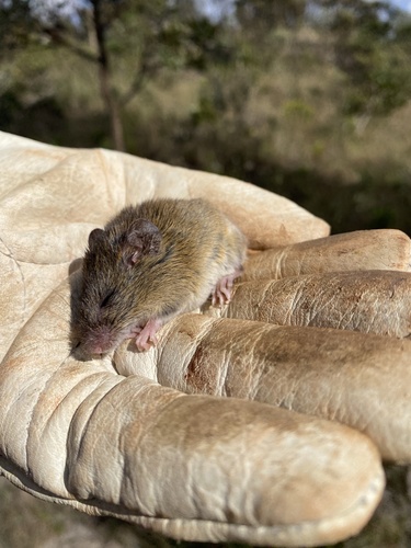Yellow Pygmy Rice Rat