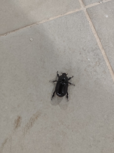 Iberian rhinoceros beetle