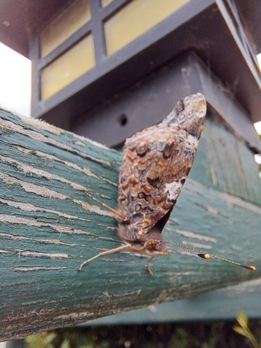 Red Admiral