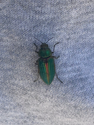 Golden Buprestid Beetle