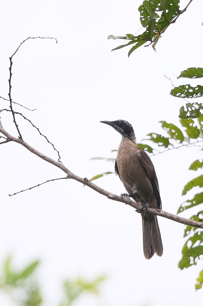 Streak-headed Honeyeater (Pycnopygius stictocephalus)