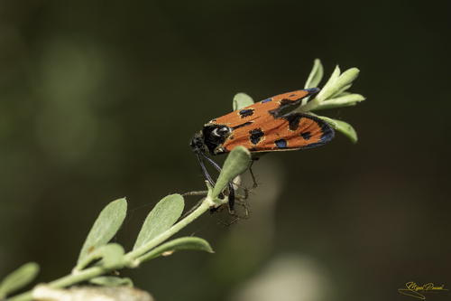 Zygaena hilaris