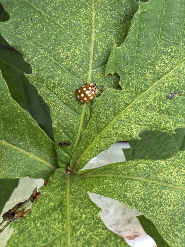 Cream-spotted Ladybird