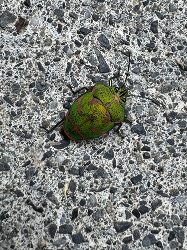 Clown Stink Bug
