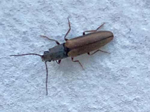 two-coloured brown click beetle