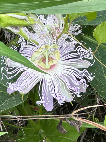 purple passionflower