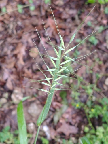 bottlebrush grass
