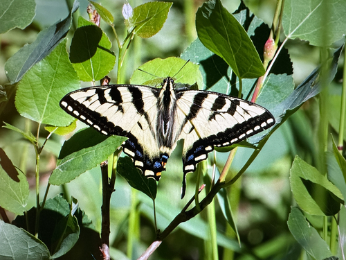 iNaturalist observation photo of Western Tiger Swallowtail
