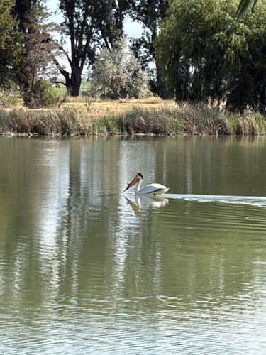 American White Pelican