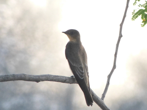 Southern Rough-winged Swallow