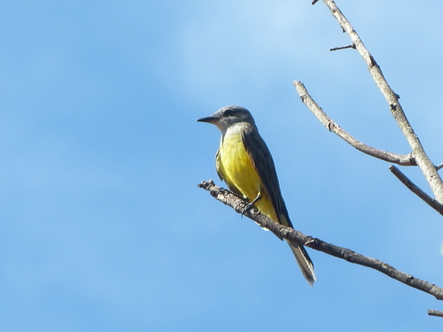 Tropical Kingbird