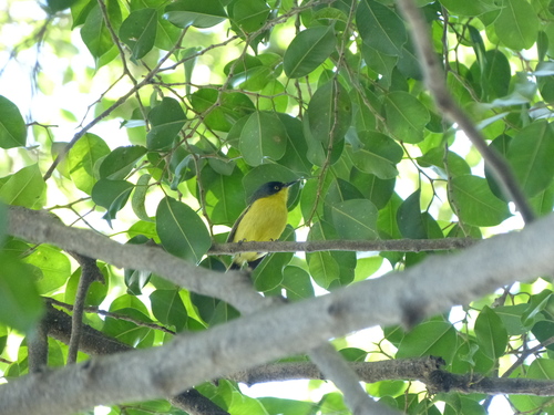 Common Tody-Flycatcher