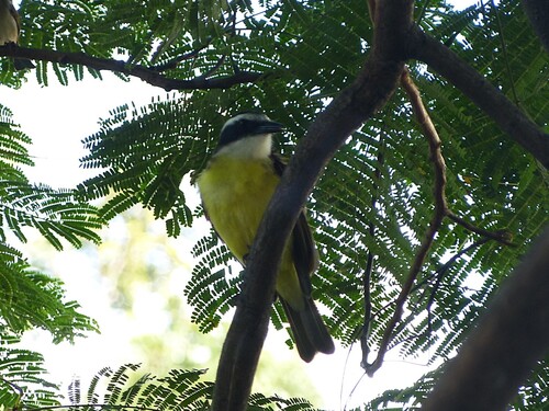 Great Kiskadee