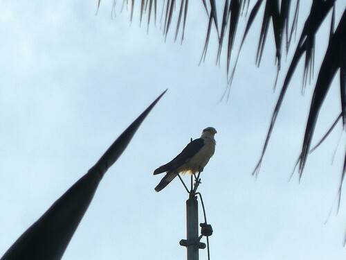 Yellow-headed Caracara