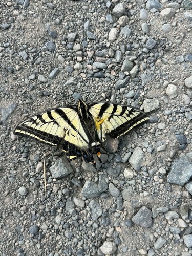 Two-tailed Swallowtail