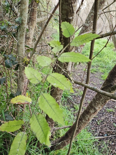 Tītoki