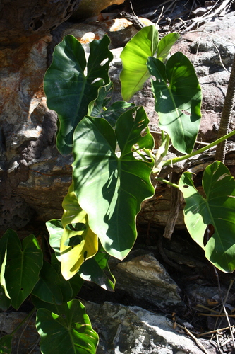 Philodendron wullschlaegelii