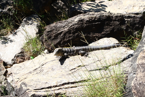 Argentine Black-and-white Tegu