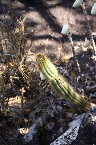 Pilosocereus machrisii
