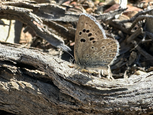 iNaturalist observation photo of Boisduval's Blue