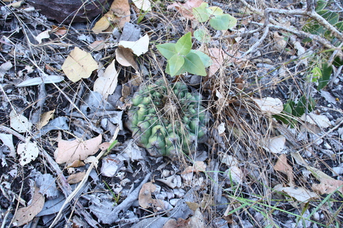 Discocactus catingicola