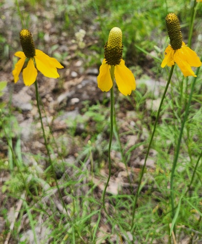 upright prairie coneflower