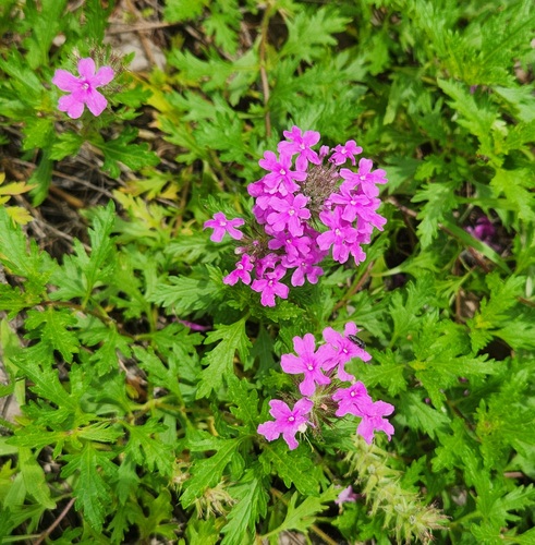 rose vervain