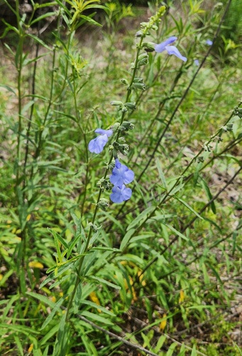 giant blue sage