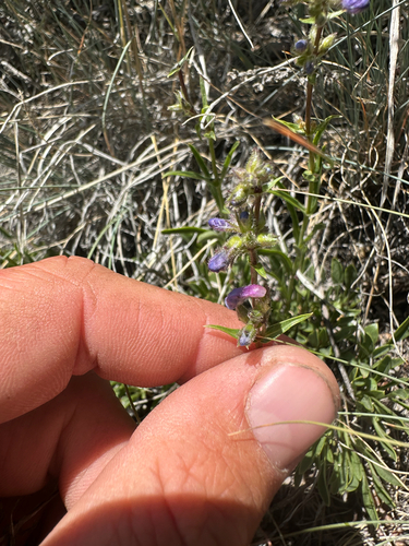 Stiffleaf Penstemon
