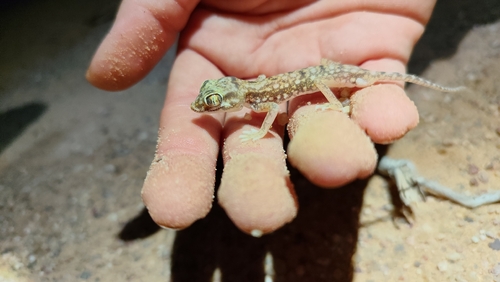 Anderson's Short-fingered Gecko