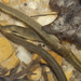 Mountain Brook Lamprey - Photo (c) ruggedbynature, all rights reserved, uploaded by ruggedbynature