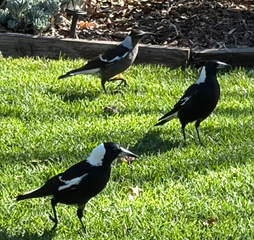 Australian Magpie