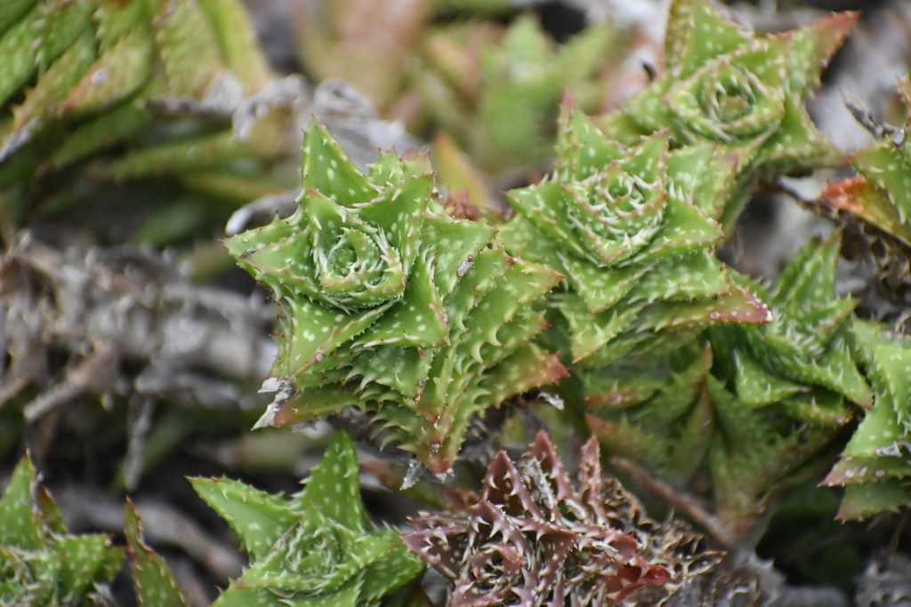 Aloe juvenna
