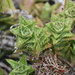 Aloe juvenna - Photo (c) Francois Hay, todos los derechos reservados, subido por Francois Hay
