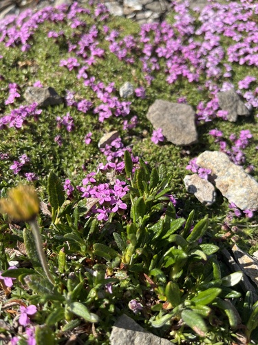 Moss Campion